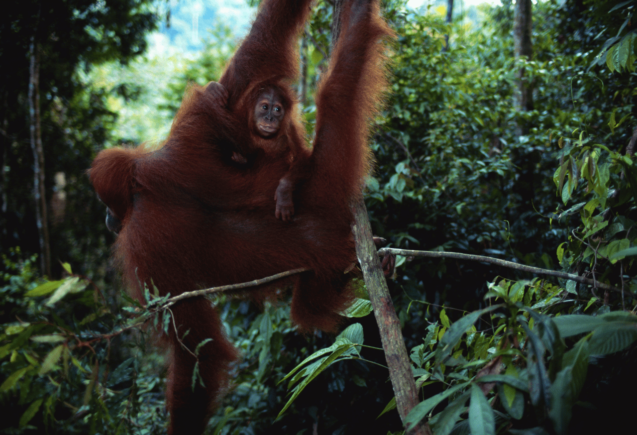Gunung Leuser