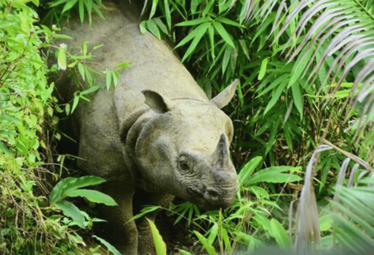 Javan Rhino Study and Conservation Area